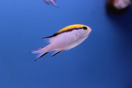  Chromis nitida (Barrier Reef Chromis)